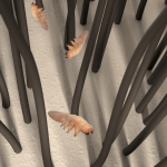 hair follicles | ozidex