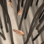 What is Demodex Folliculorum