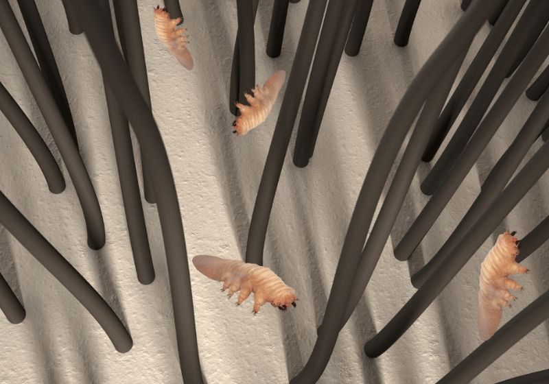 What is Demodex Folliculorum