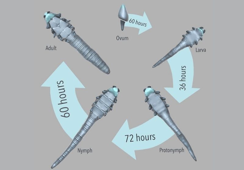Demodex Life Cycle