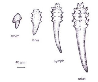 mite life cycle