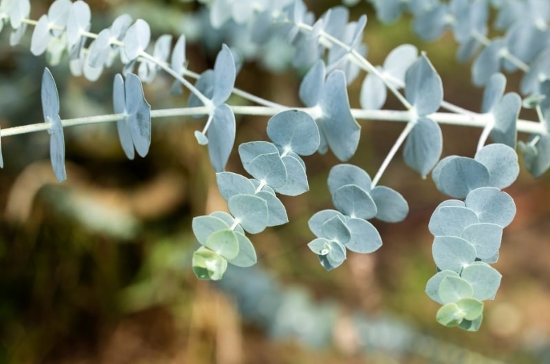 eucalyptus plant