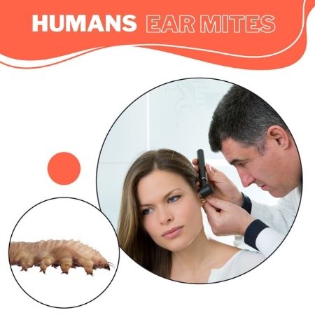 Ear mite diagnosis-ozidex