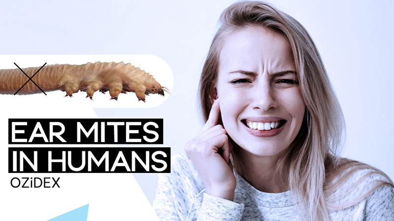 Signs and symptoms of ear mites in humans-ozidex